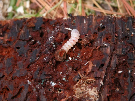 Pine borer, pine tree infestation