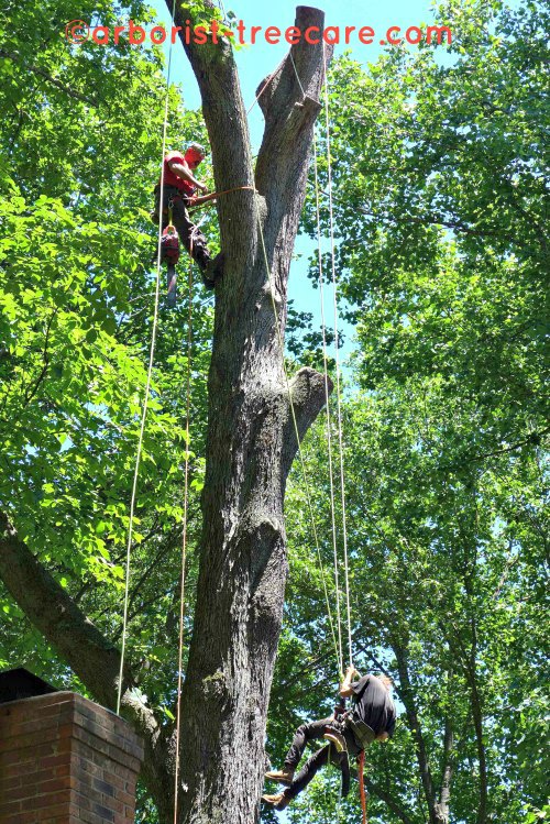Tree Removal