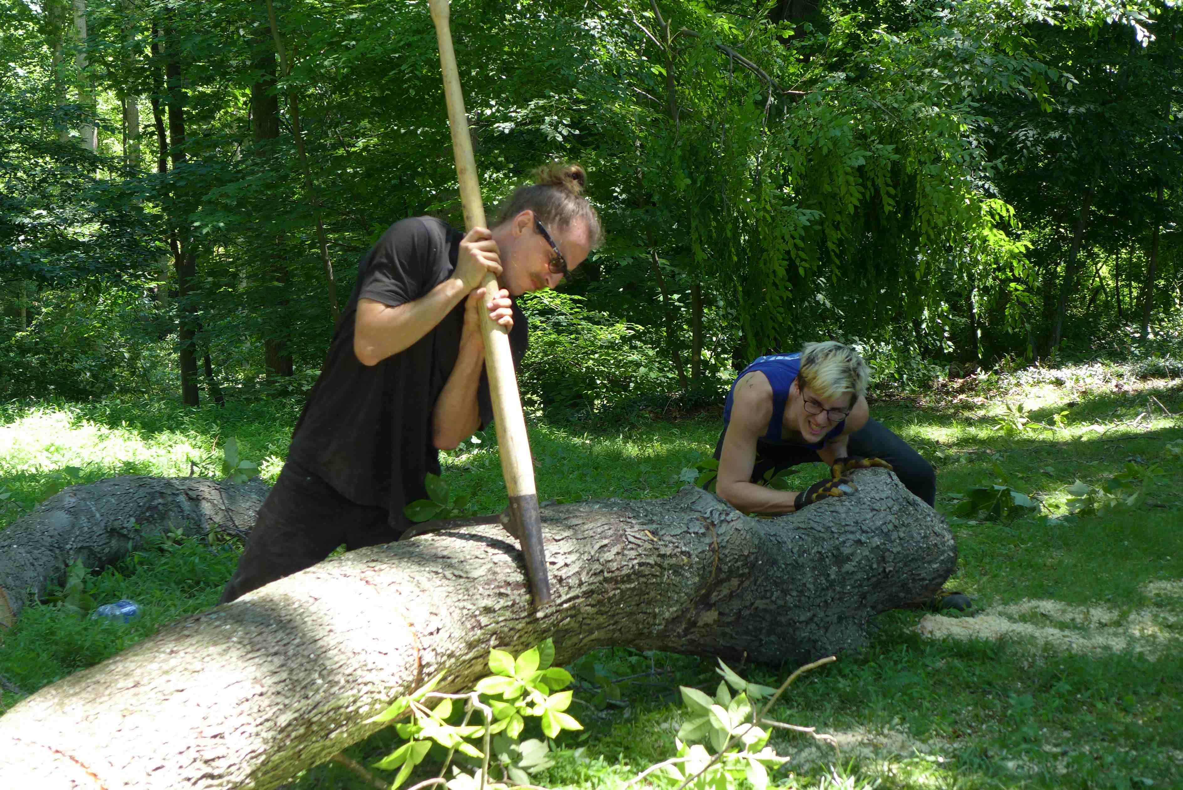 Tree Removal - Hickory Tree Infested with Borers