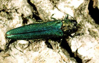 Emerald Ash Borer EAB