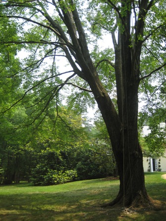 Tree Pruning