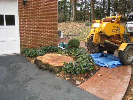 Tree Stump Removal